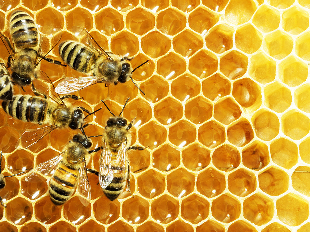 GINGER LEMON HONEY -蜂蜜の効能-